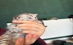 Bengal cats for sale: Beautiful half bengal kittens  - Image 33