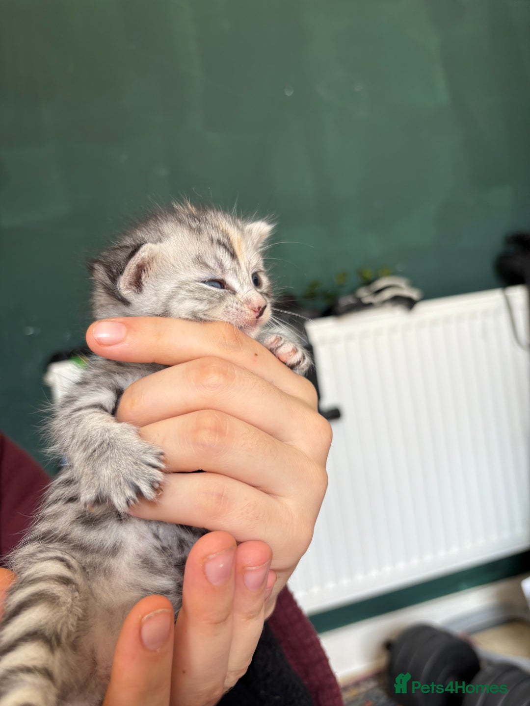 Bengal cats for sale: Beautiful half bengal kittens  - Image 33