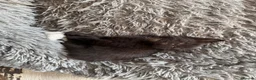 British Shorthair cats for sale: Adorable kittens - Advert 14