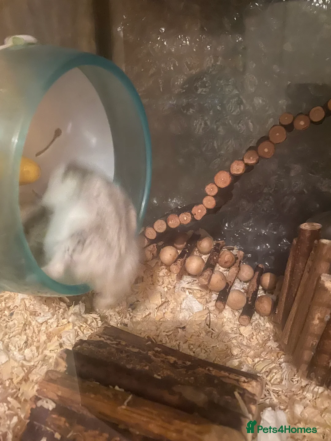 Hamster rodents for sale: 8 healthy hamsters  - Advert 3