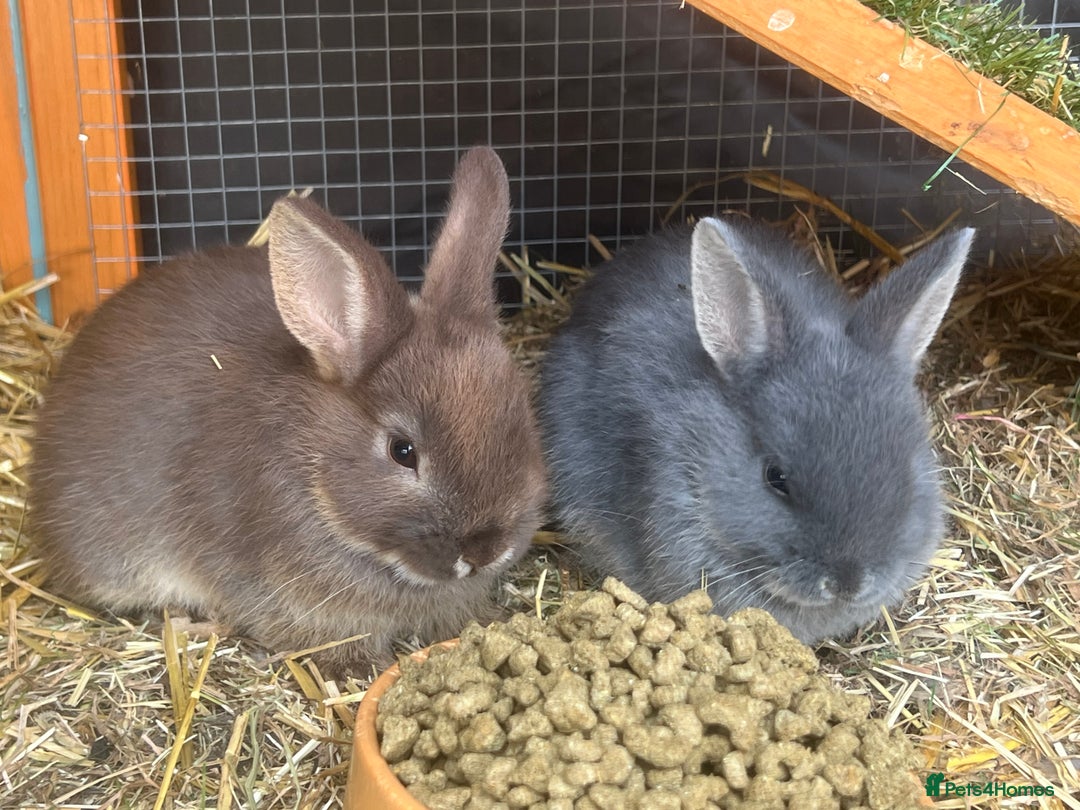 Netherland Dwarf rabbits for sale: 6 x netherland dwarfs for sale  - Image 3