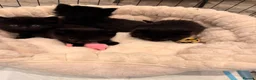 Mixed Breed cats for sale: ✨🐾 1 Boy Left! - Adorable Fluffy Black Kittens! - Advert 8