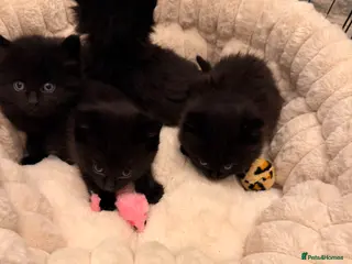 Mixed Breed cats 🐾✨ Adorable Fluffy & Friendly Black Kittens! ✨🐾 - Advert 5