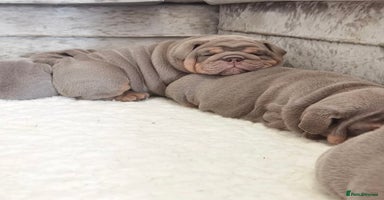 English Bulldog dogs - Advert 8