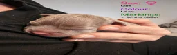 Boston Terrier dogs for sale: Boston X Puppies for sale  - Advert 4