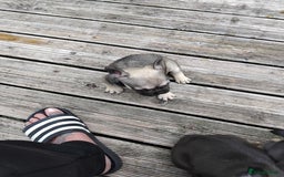 French Bulldog dogs for sale: French bulldogs puppys in Nottingham - Image 9