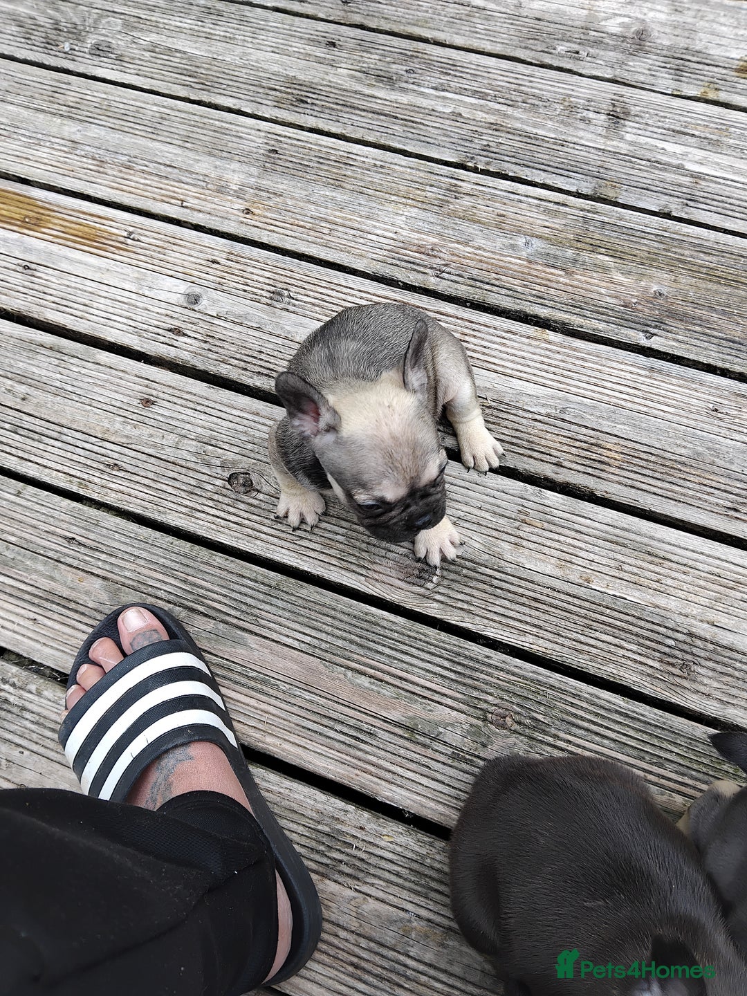 French Bulldog dogs for sale: French bulldogs puppys in Nottingham - Image 9