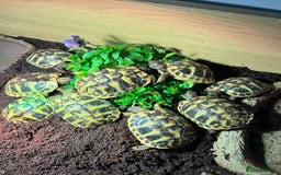 Hermann Tortoise reptiles for sale: Hermanns Tortoise Yearlings - Image 3