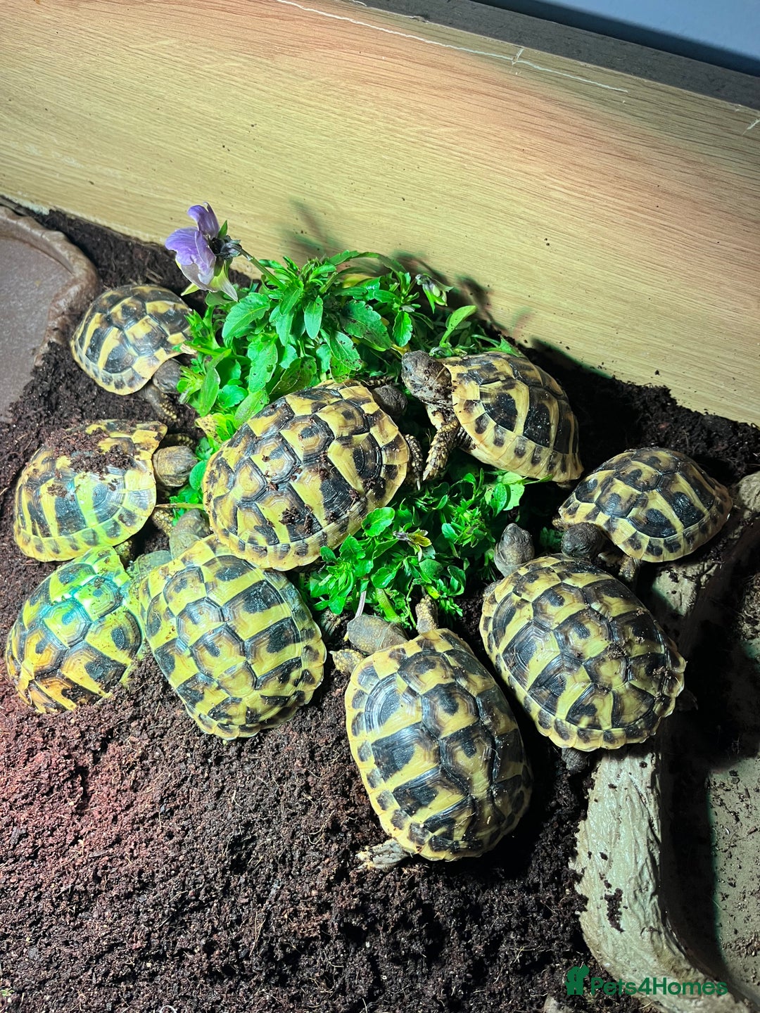 Hermann Tortoise reptiles for sale: Hermanns Tortoise Yearlings - Image 3