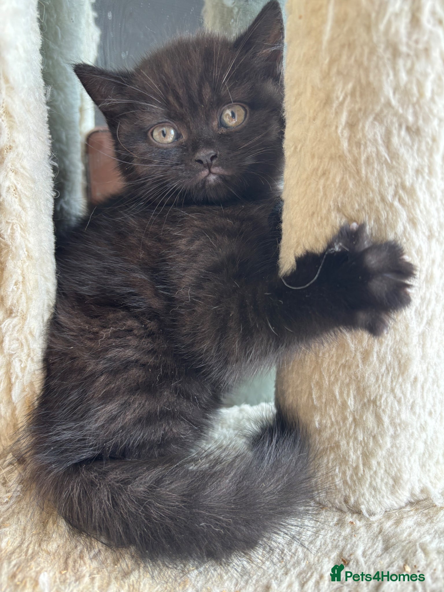 British Shorthair cats 😻Happy kittens 😻 - Advert 1