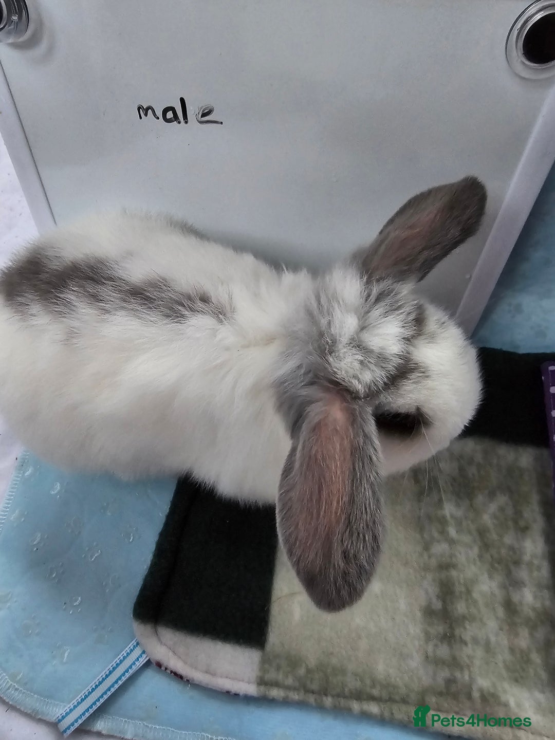 Mini Lop rabbits for sale: ✨️Mini Lop Litter✨️ - Advert 11