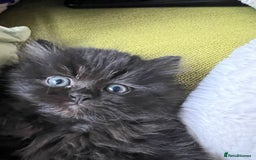 Persian cats for sale: Persian chinchilla kittens - Image 3