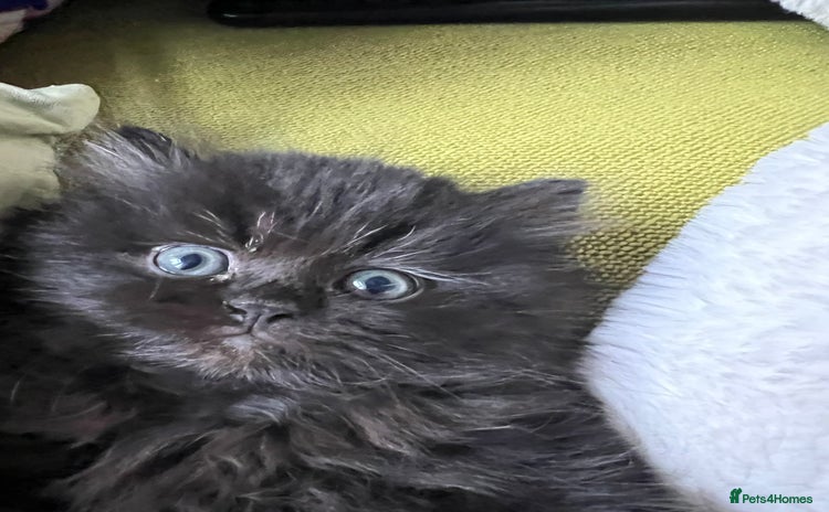 Persian cats - Advert 2