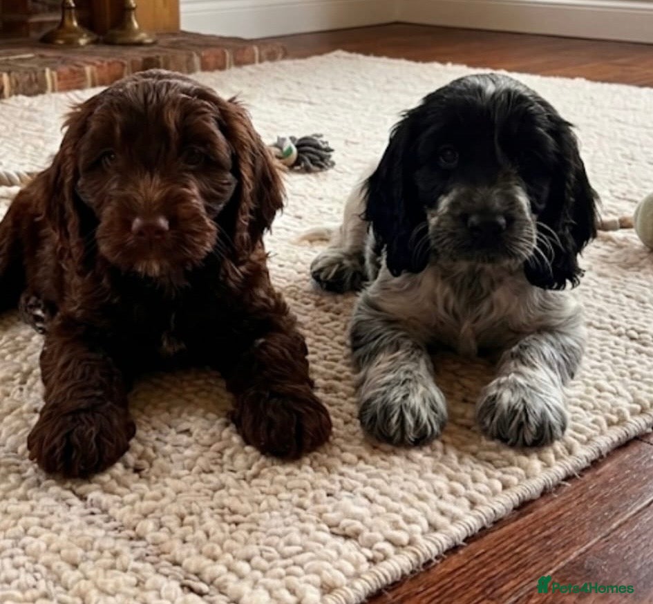 Cockapoo dogs Cockapoo puppies two girls available - Advert 1