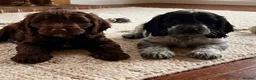 Cockapoo dogs for sale: Cockapoo puppies two girls available - Advert 1