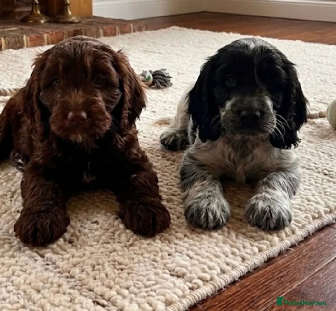 Cockapoo dogs for sale: Cockapoo puppies two girls available - Advert 1
