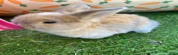 Mini Lop rabbits for sale: Mini Lops  - Advert 2