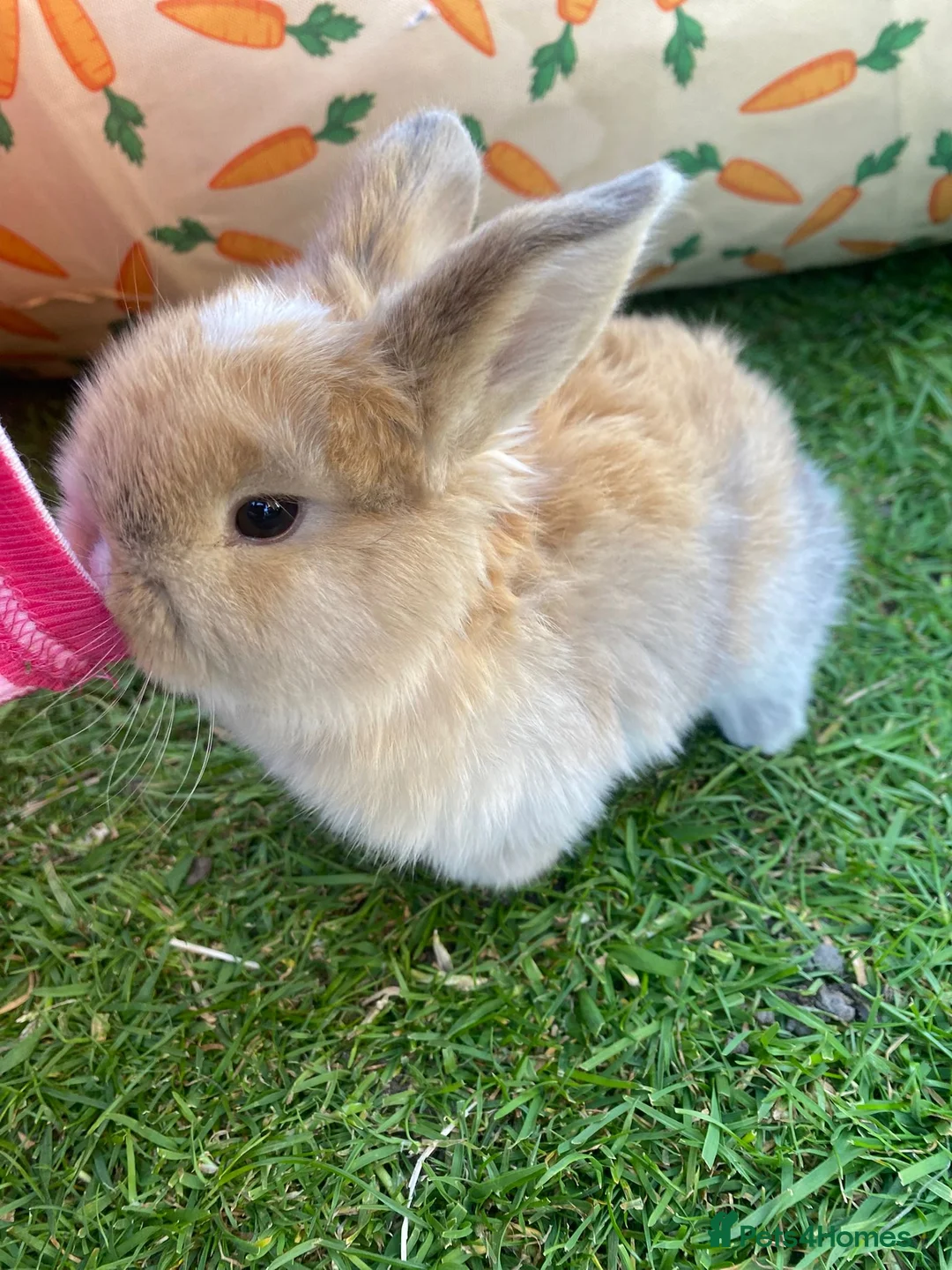 Mini Lop rabbits for sale: Mini Lops  - Advert 2