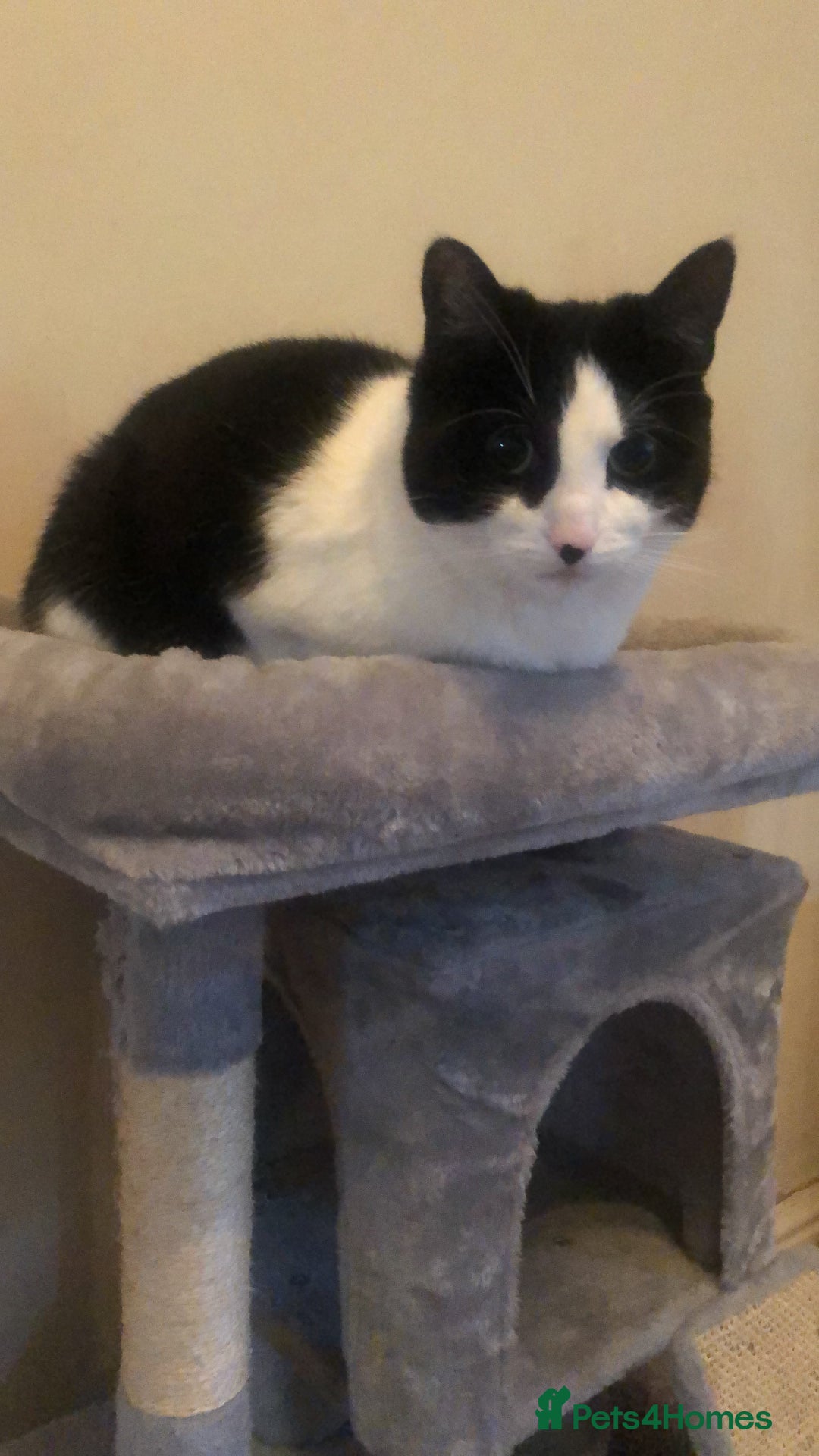 British Shorthair cats for sale: Roxxy - with a double X  - Image 1