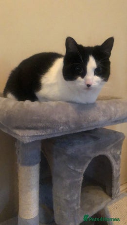 British Shorthair cats - Advert 9