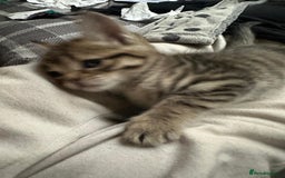 Mixed Breed cats for sale: Beautiful 2 angles lovely attitude   - Advert 5