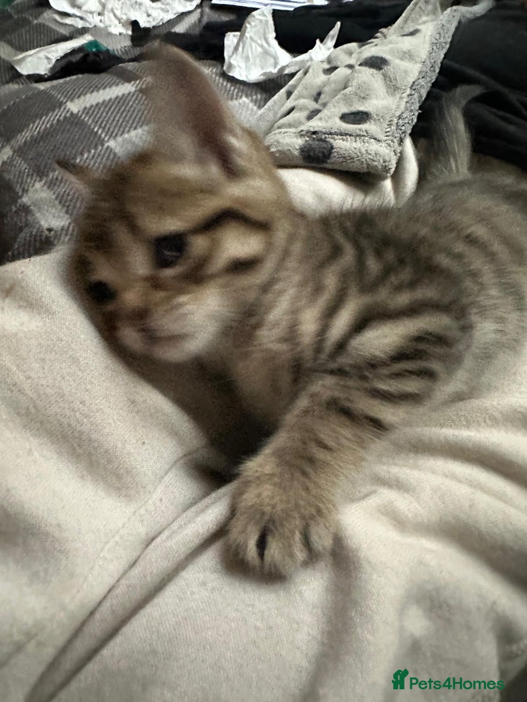 Mixed Breed cats for sale: Beautiful 2 angles lovely attitude   - Advert 5