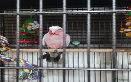Cockatoo birds for sale: Baby Hand Reared Galah Cockatoo - Image 4