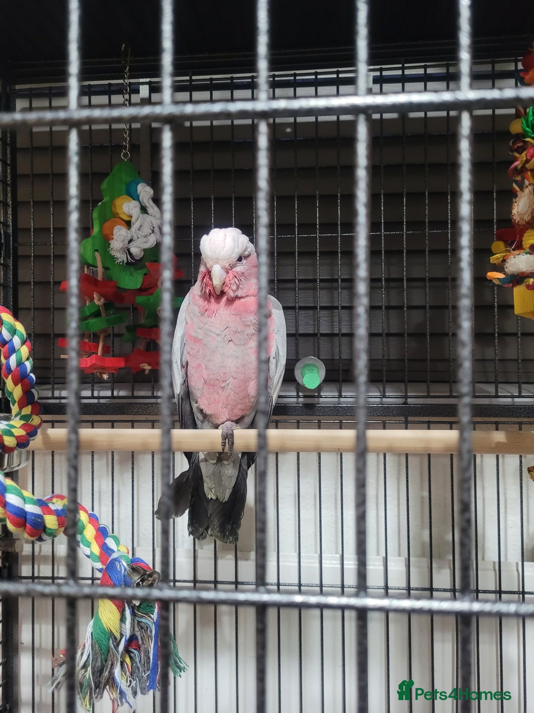 Cockatoo birds for sale: Baby Hand Reared Galah Cockatoo - Image 4