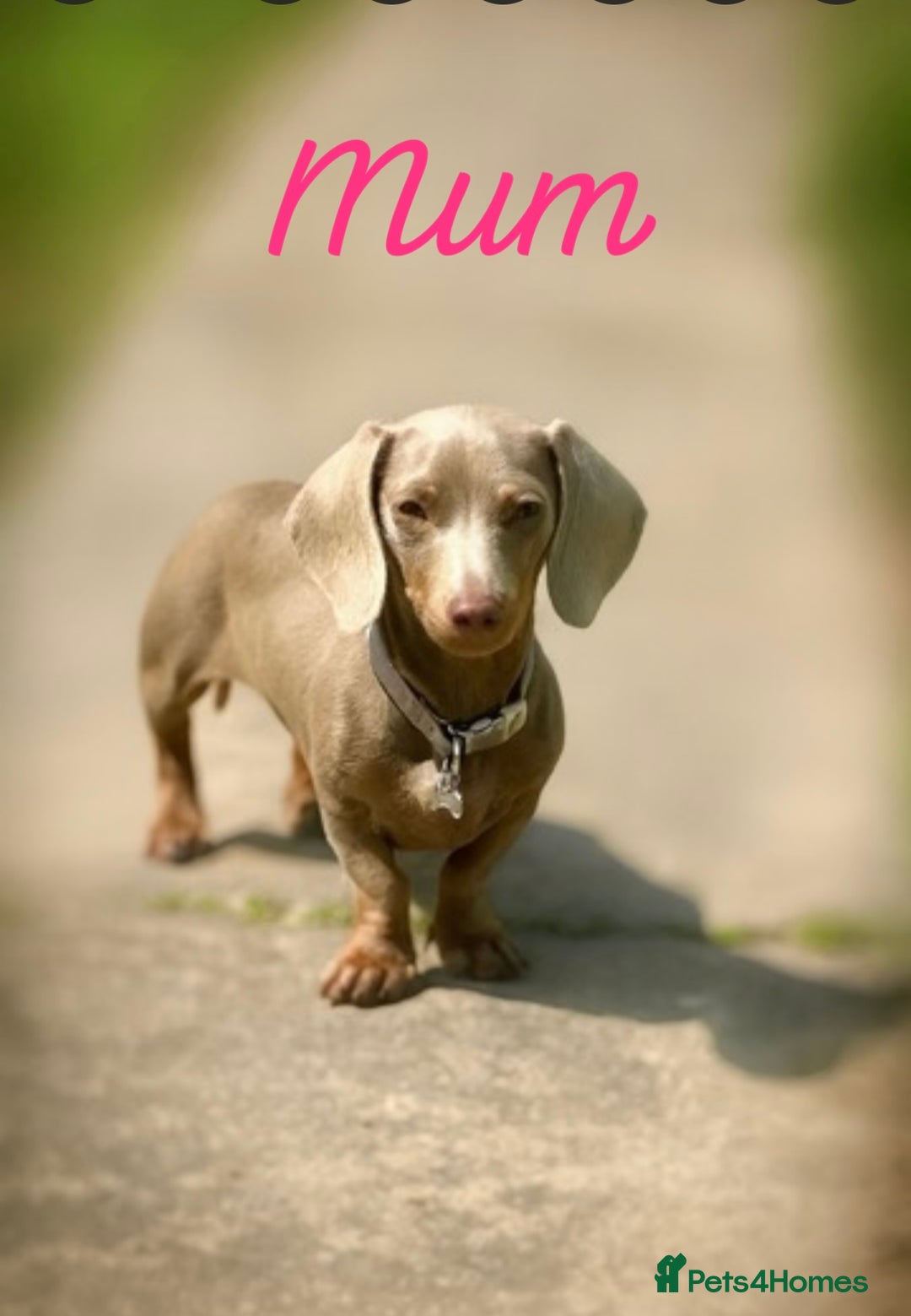 Miniature Dachshund dogs for sale: 🐾 2 female kc Isabella-tan mini dachshund pups 🐾 - Advert 5
