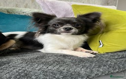 Chihuahua dogs for sale: LC Female Chihuahua  - Advert 8