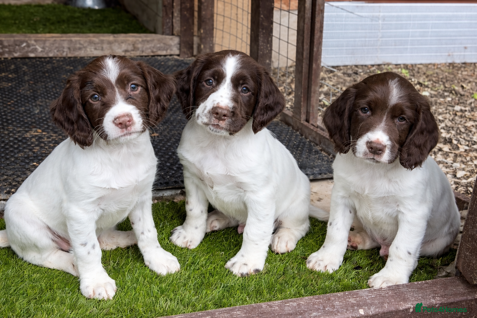 English Springer Spaniel dogs Cheeky Springer Spaniel Pups  - Advert 1