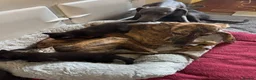 Mixed Breed cats for sale: Gorgeous Savannah kittens  - Advert 3