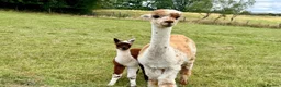 Alpaca livestock for sale: Special breeding  group of 10 stunning Alpaca in Llandovery - Advert 9