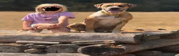 Mixed Breed dogs for sale: Mastiff Mix *Waiting List Open* - Advert 7