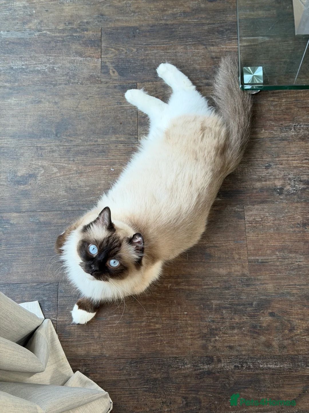 Ragdoll cats for sale: Very Affectionate Lap Cat for Adoption - Advert 4