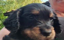 Sprocker dogs for sale: 5 Sprocker Puppies  - Image 3