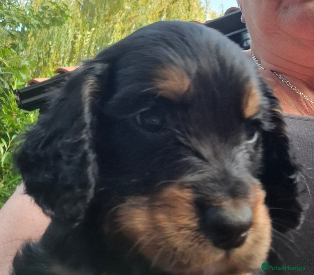 Sprocker dogs for sale: 5 Sprocker Puppies  - Image 3