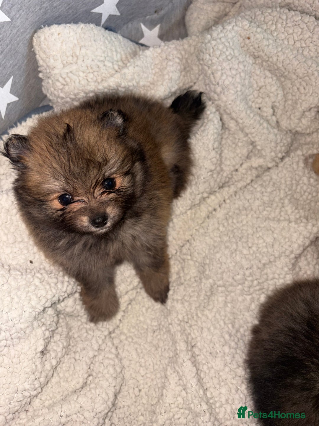Pomeranian dogs for sale: ** Pomeranian Puppies 🐶🤍🐻🤎 - Image 23