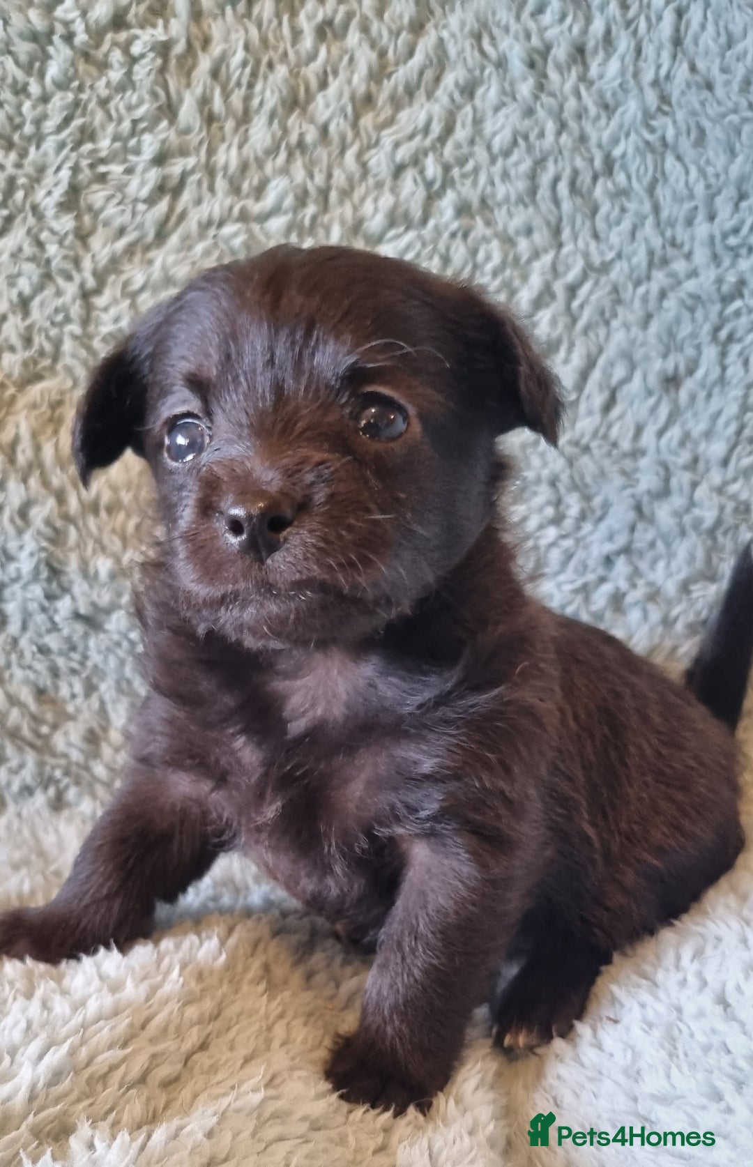 Mixed Breed dogs for sale: Pomchipoo girls - Advert 8