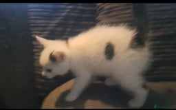 Mixed Breed cats for sale: 7 gorgeous kittens READY NOW - Image 26