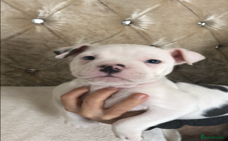 Mixed Breed dogs - Advert 4