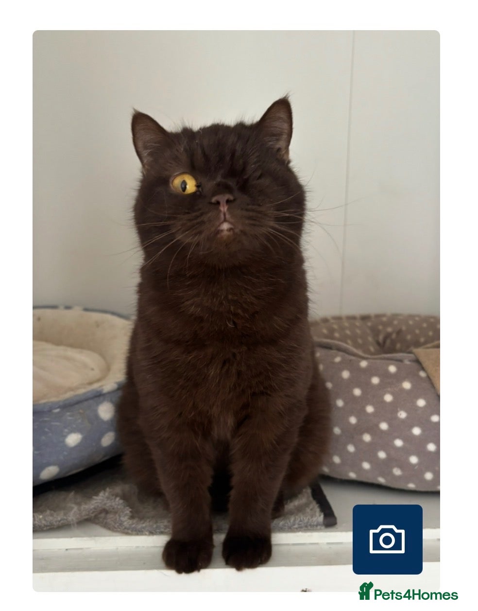 British Shorthair cats Chocolate British Shorthair - GCCF Active  - Advert 1