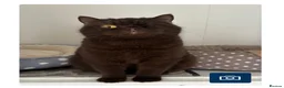 British Shorthair cats for sale: Active GCCF - Chocolate British Shorthair  - Advert 1