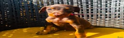 Dobermann dogs for sale: Beautiful family dobermans * 1 girl 3 boys left * - Advert 4