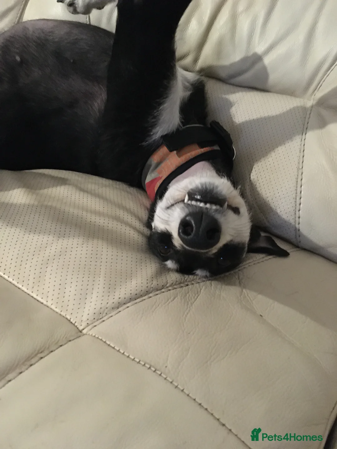 Lurcher dogs for sale: Sad sale of my lurcher - Advert 4