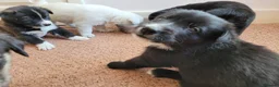 Mixed Breed dogs for sale: Husky Cross Puppies - Advert 5