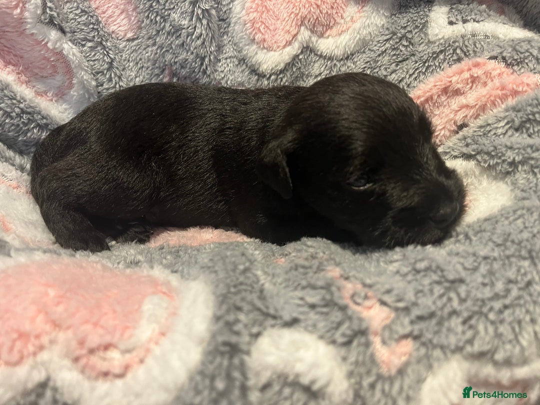 Miniature Schnauzer dogs for sale: Beautiful KC miniature Schnauzers  - Advert 11