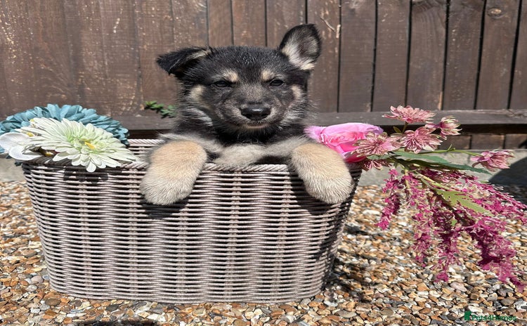 German Shepherd dogs - Advert 1