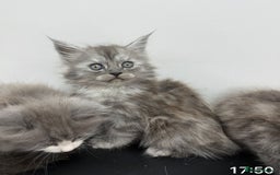 Maine Coon cats for sale: Beautiful Maine coon  - Image 6