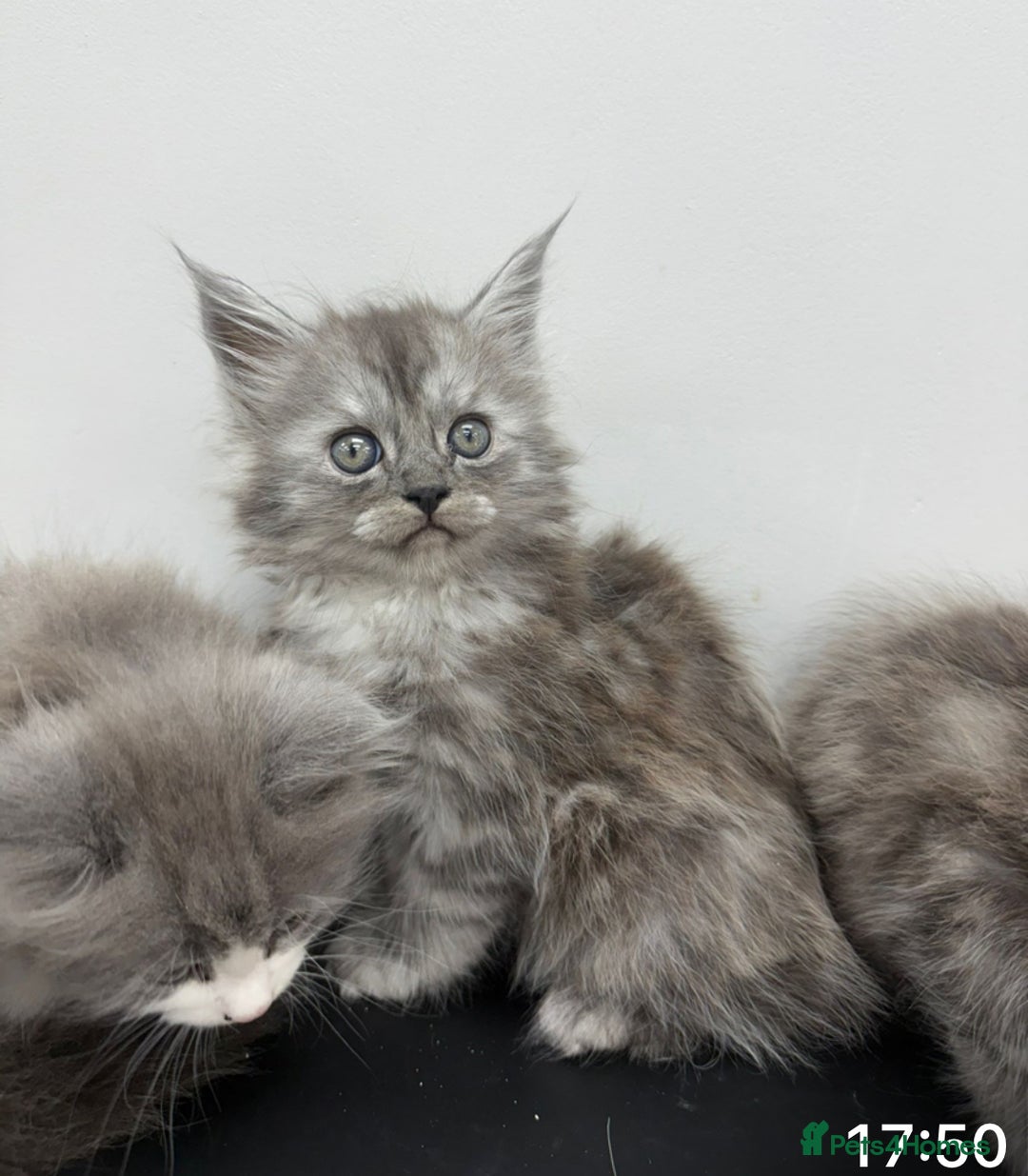 Maine Coon cats for sale: Beautiful Maine coon  - Image 6